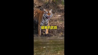 武裝到牙齒的大型猛獸雄獅和老虎#解說版動物世界 #野生動物零距離 #老虎