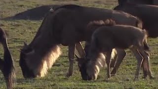 Mass Wildebeest Exodus | Massive Nature | BBC Earth