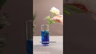 动手搜寻小实验的奇妙世界 #amazing #science #funny