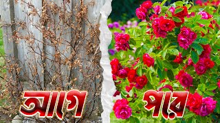 কীভাবে আপনার প্রিয় গাছপালার যত্ন করবেন ? || Plants Care || Sprouts BD