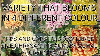 Tips  to grow #chrysanthemum# by #Achalgreenempire#NBRI#CSIR#CIMAP#gardening HORTICULTURE#LANDSCAPE#