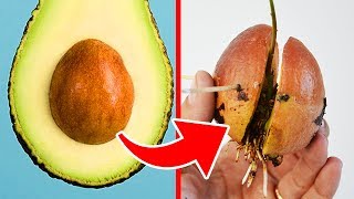 Top 10 Superfoods That Are Actually SUPER!!!