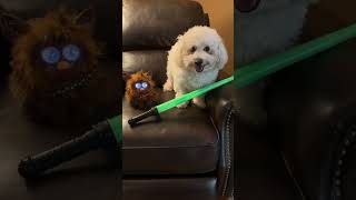 May the 4th Be With You! Murphy the Maltipoo #starwars #maythe4thbewithyou #maythefourthbewithyou