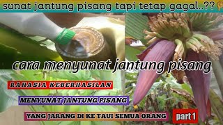 CARA MENYUNAT JANTUNG PISANG || DAN TEHNIK RAHASIA KEBERHASILANNYA YG JARANG DI KE TAHUI SEMUA ORANG