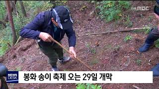 봉화송이축제 오는 29일 개막 / 안동MBC