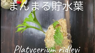 ビカクシダ　リドレイ　まんまる貯水葉の作り方。初心者の方も作れるといいな❗️ Platycerium ridleyi ご依頼ありがとうございます😊