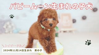 トイプードル 男の子 2024年11月14日生まれ パピームーンで生まれた男の子 レッドフォーン　②