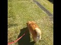 後ろ足の運動からのお尻フリフリ歩く柴犬乃亜ちゃん