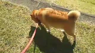 後ろ足の運動からのお尻フリフリ歩く柴犬乃亜ちゃん