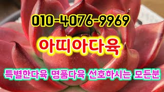 #아띠아다육 #대박명품다육대방출#多肉植物 #succulents #다육이 #주식같은다육#다육재테크