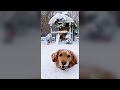 Dog Licks Snow in the Snow - Funny Dog Videos 🐾