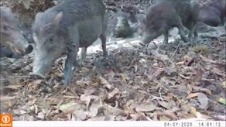 Wallow Cam: White-Lipped Peccaries