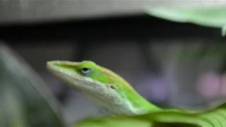 Présentation des Anolis Carolinensis