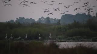 Żurawie (Grus grus)  - Bagno Bubnów - Poleski Park Narodowy 30.08.2020 r.