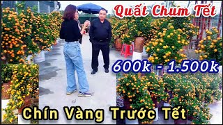 Quất tết quất chum chín vàng rộ quá đẹp giá từ 600k - 1500k nam điền nam định | Duy Linh