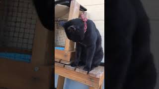 ただ猫を撫でるだけの動画。