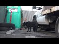 Homeless dog told us to leave her alone or she WILL BITE!!! #dog