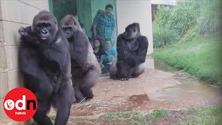 Hilarious video shows gorillas hate the rain!