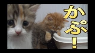 【猫好き】かぷ！（ラガマフィン）《funny cats》