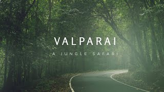 VAZHACHAL TO VALPARAI | JUNGLE SAFARI | KERALA TOURISM | KERALA FOREST |ROAD TRIP