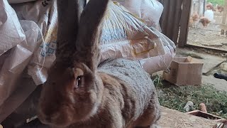 Good choice of breeder rabbit for next year. A practical continuation of yesterday's video!