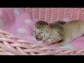 シンガプーラ　子猫生後３日目