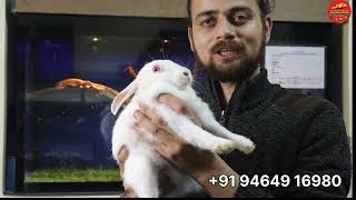 Hamsters, Squirrel, Rats ,Genuie Pig, Rabbits , Iguanas, Pythons, Gerbils @ Dr.Exotic Pets Wala