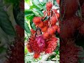 Amazing Bunches Of Rambutan#shorts#youtubeshorts#viral#amazing #fruits#rambutan