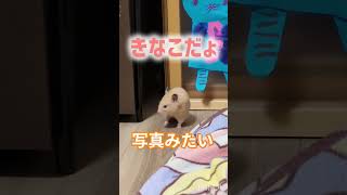 きなこ君まるで写真😁✨#キンクマ#ハムスター#癒し#かわいい#ショート動画