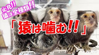 【猿は噛む!!】猿の飼育者必見！猿の飼育を舐めるな!!　 飼育日記（NO.70）【コモンマーモセット飼育係】リスザルなども