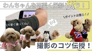 撮影中のマテができない！？～わんちゃんを上手に撮影するコツ！～