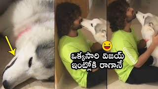 Vijay Devarakonda's Pet Dog SUPER Cute Reaction On Seeing Him | Daily Culture