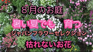 【８月のお庭】カタリーナ、アズーロコンパクト、フェアリースター　夏の定番のお花