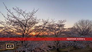 4K 桜の風景　さくらと夕陽 無音 室内（インドア）の花見用 5時間 長時間 sakura cherry No sound Japan - 5 Hours