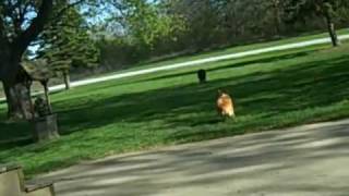 Gibson + Coal Playing Fetch