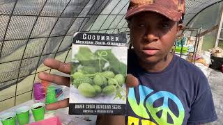 It's Time To Seed Start Our Cucumbers ~ Zone 8