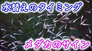 【めだか】メダカの不調サインを見逃さずに水替えをしてあげましょう。