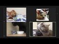 【2020.04.29】猫たちのオンライン飲み会 online catering party for cats at zoom