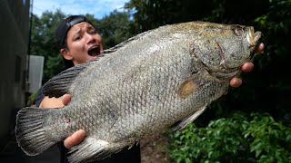 小豆島ではありえない魚が獲れてしまった...