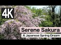 【4K】Serene Sakura: A Japanese Spring Dream / 春を彩る日本の桜 #sakura #dronevideo  #japan #桜