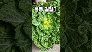 봄동에 이것을 넣으니 고급진 겉절이가 됐네요! | Fresh Korean-Style Spring Cabbage Kimchi #shorts