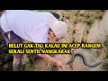 NGUKUY BELUT SAMPAI KE MAGRIBAN SANGKING BANYAKNYA.