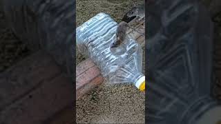 Smart Plastic Bottle Mouse Trap | DIY Homemade Mouse Trap