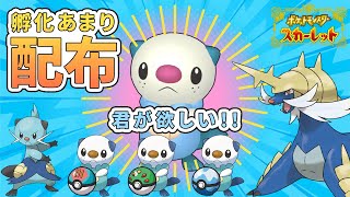 【ポケモンSV】＃色違い 厳選中！孵化余りミジュマル配布しています！　＃配布配信