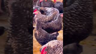 Top 10 Most Biggest Chicken in the World 2022 || World Biggest Chicken Breeds#Jahirul fn🐓🦃শখেরখামারি