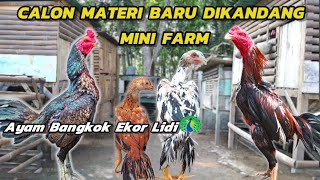 AYAM BANGKOK EKOR LIDI MATERI BARU DI KANDANG MINI FARM || Vlog Kandang Mini Farm