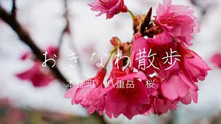 おきなわ散歩　vol.32　本部　八重岳　桜