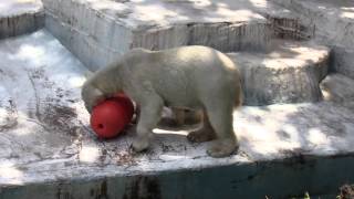 天王寺動物園のホッキョクグマ「モモ」