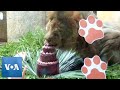 Lion Celebrates 13th Birthday With Cake at Rio Zoo