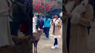 【外国人の反応】鹿に頭突きされる外国人観光客🦌奈良公園